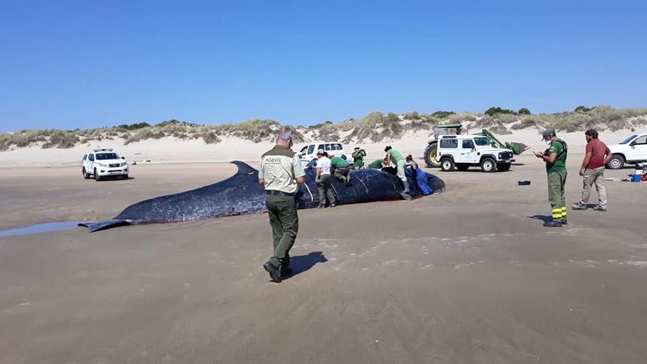 Encuentran una ballena de 14 metros varada en la costa del Parque Nacional de Doñana