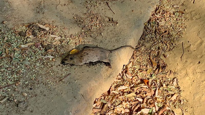 Ratas muertas en la plaza del Estadio