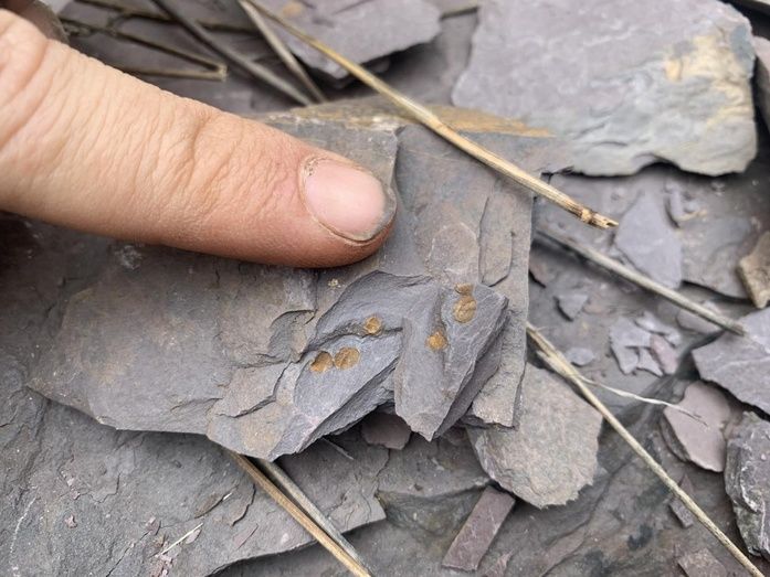 Importante descubrimiento paleontológico en Cumbres de San Bartolomé