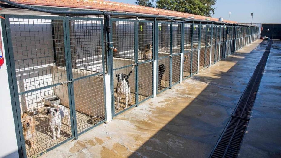 137 ingresos y 36 adopciones en la perrera municipal, sin sacrificios en los últimos años