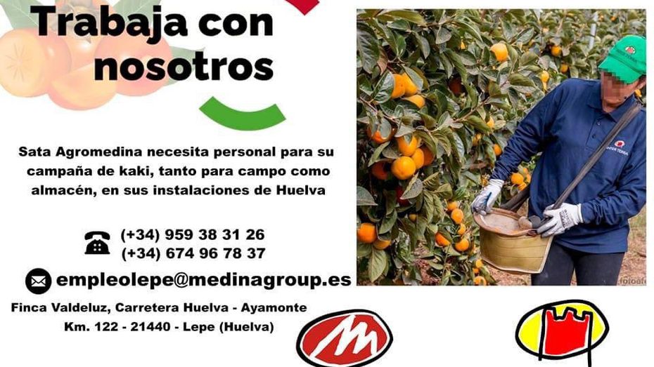 Buscan mano de obra para la campaña del kaki