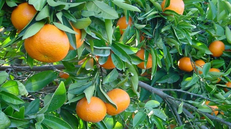 Citricultores piden que los productos europeos tengan 'preferencia' frente a los de terceros países