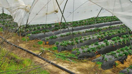 WWF critica el crecimiento 'incontrolado de cultivos irregulares' en Doñana hasta alcanzar 'las 1.653 hectáreas'