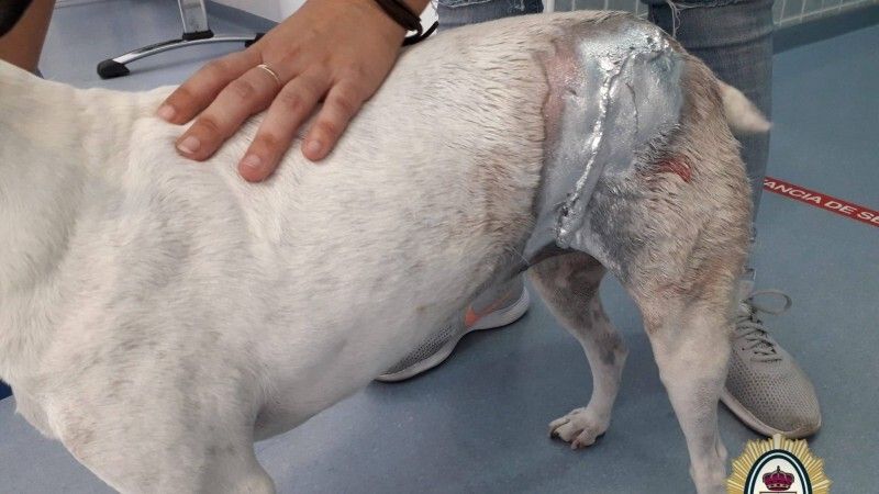 Fuerte multa para el dueño de dos perros que atacaron de manera salvaje a otro en Punta Umbría