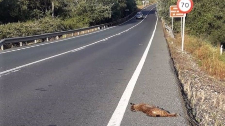 Muere atropellado un lince joven en el cruce de La Zarza y Calañas