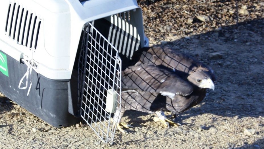 Liberan un águila real en el Parque Natural Sierra de Aracena y Picos de Aroche