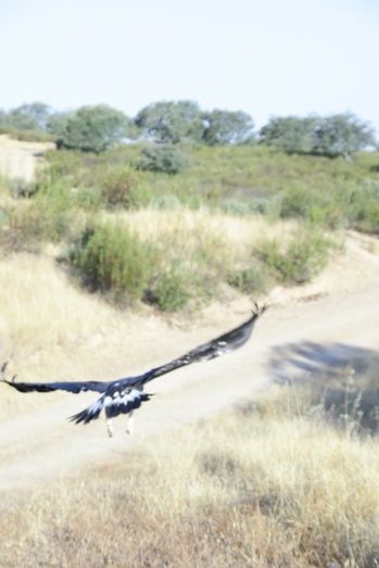 Liberan un águila real en el Parque Natural Sierra de Aracena y Picos de Aroche