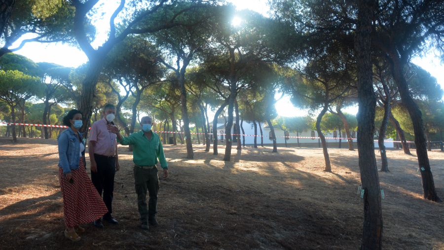 Palos fumiga en el pinar de La Rábida para prevenir la presencia del barrenillo