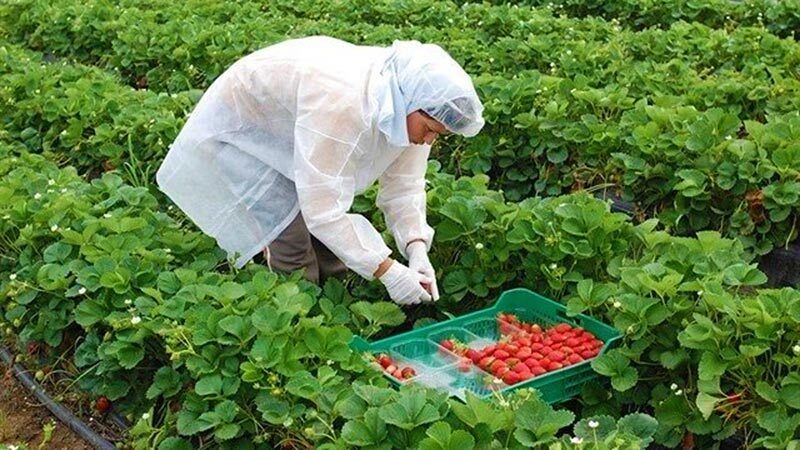 Sólo una subida de precios salvará al sector de los frutos rojos