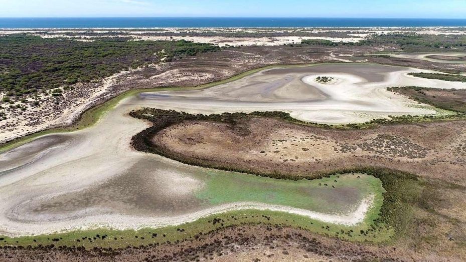 La última laguna permanente de Doñana se seca por la sequía, la agricultura... y Matalascañas