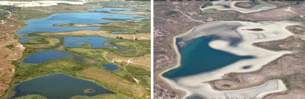 La última laguna permanente de Doñana se seca por la sequía, la agricultura... y Matalascañas