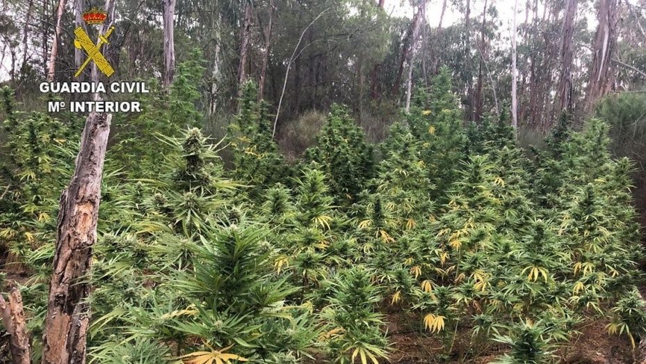 Arrestan a dos personas tras desmantelar 122 plantas de marihuana en una finca de Villablanca