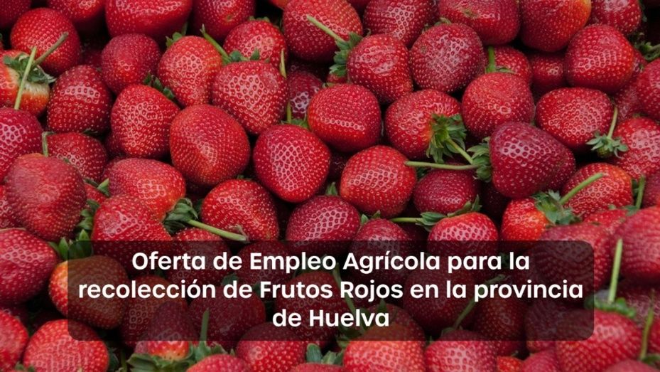 Arranca la campaña para encontrar trabajadores para la recolección de la fresa y frutos rojos