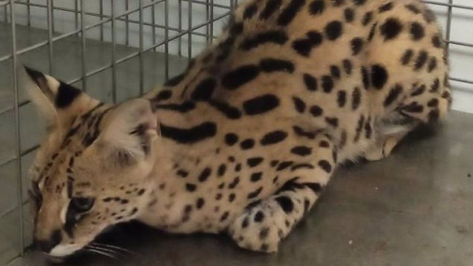 Investigan la irrupción de un posible gato salvaje serval 'de gran tamaño' en un comercio de la calle Cristóbal Colón