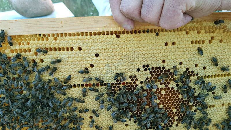 La apicultura onubense encabeza la producción ecológica andaluza con casi 10.500 colmenas certificadas