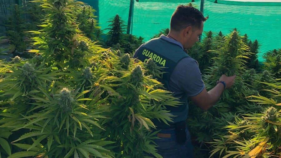 Cerca de 9.000 plantas de marihuana intervenidas y 27 detenidos en cinco localidades de Huelva
