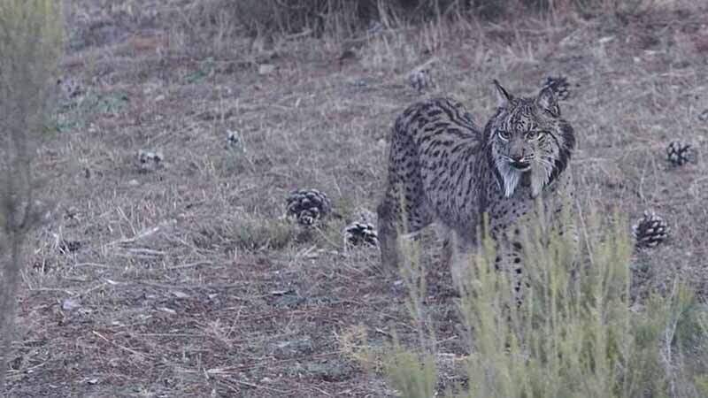 El Observatorio del Acebuche reabre con medidas ante el covid-19