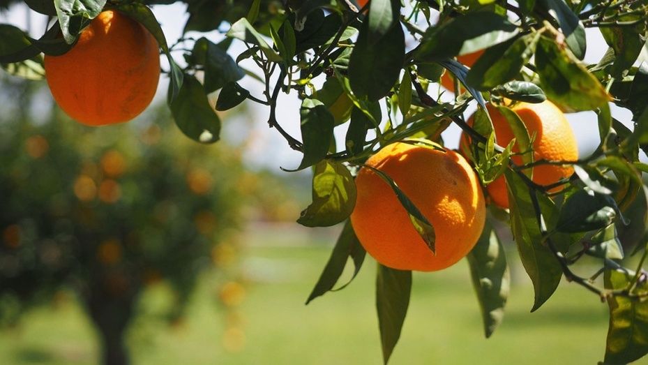 Diputación convoca seis líneas de subvenciones para actividades en materia de innovación agrícola y ganadera