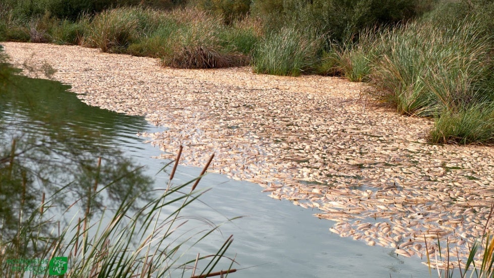 Los peces muertos siguen flotando en el Estero Domingo Rubio 10 días después