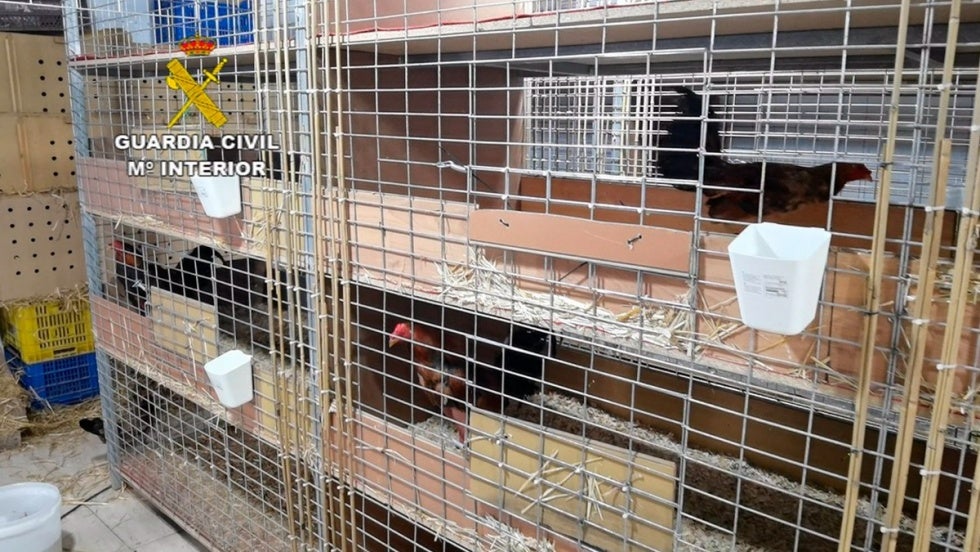 Arrestan a un veterinario por cortarle la cresta a más de 4.000 gallos para peleas ilegales