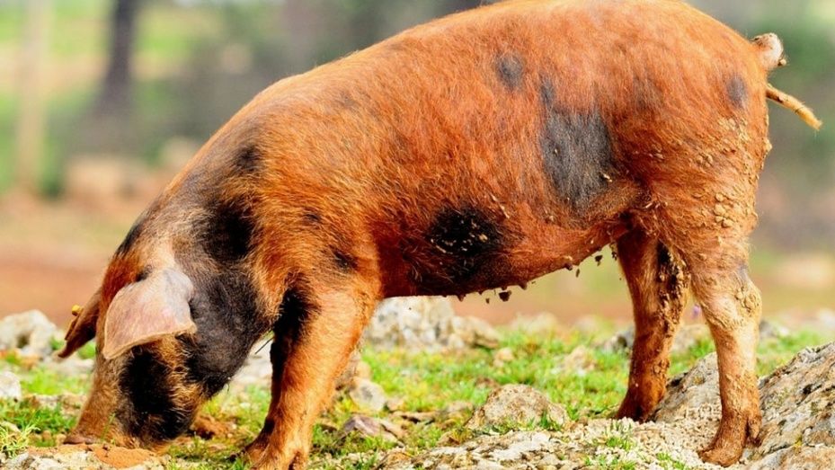 Diputación convoca seis líneas de subvenciones para actividades en materia de innovación agrícola y ganadera