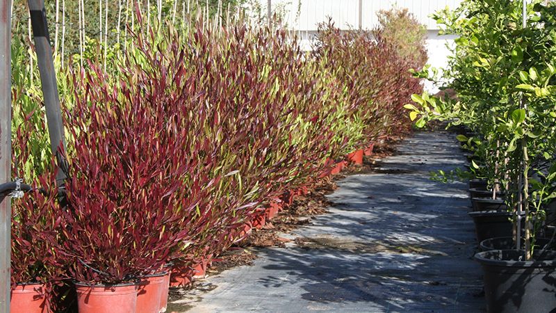 El Vivero Provincial oferta a los ayuntamientos casi 15.000 árboles y arbustos ornamentales