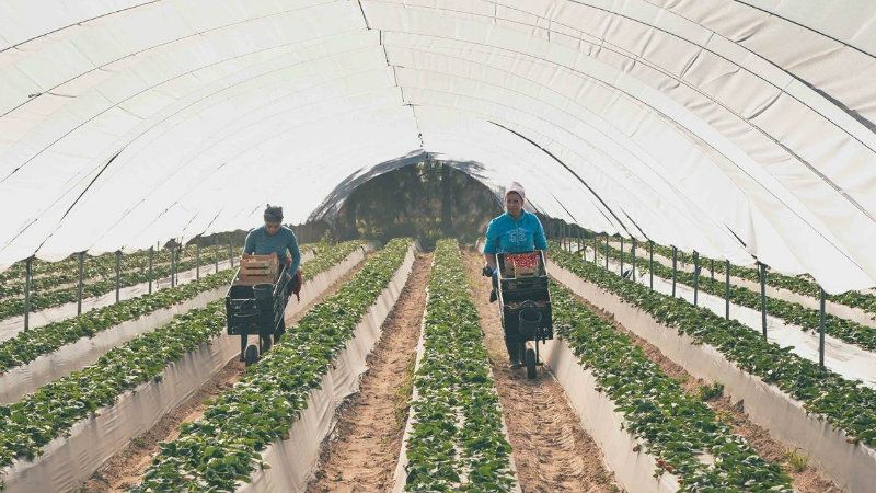 Empleo cree provisional la cifra de contratos para la fresa y recuerda que gestionó 4.700 ofertas en 2018
