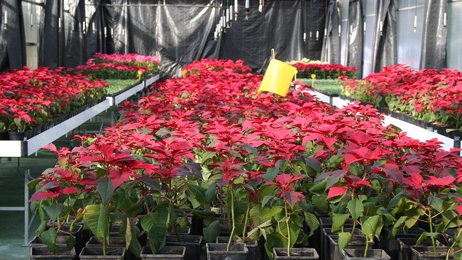 Diputación finaliza su tradicional campaña especial de flor de pascua repartiendo 5.500 ejemplares de poinsettia