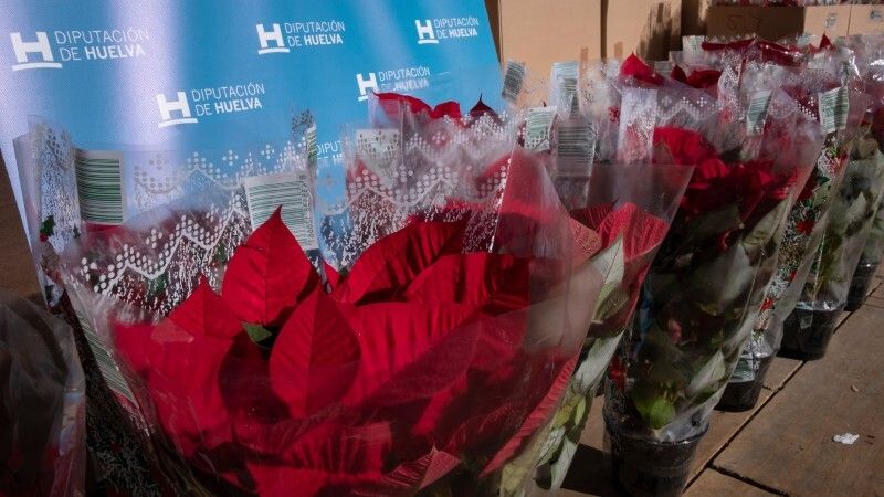 Diputación finaliza su tradicional campaña especial de flor de pascua repartiendo 5.500 ejemplares de poinsettia