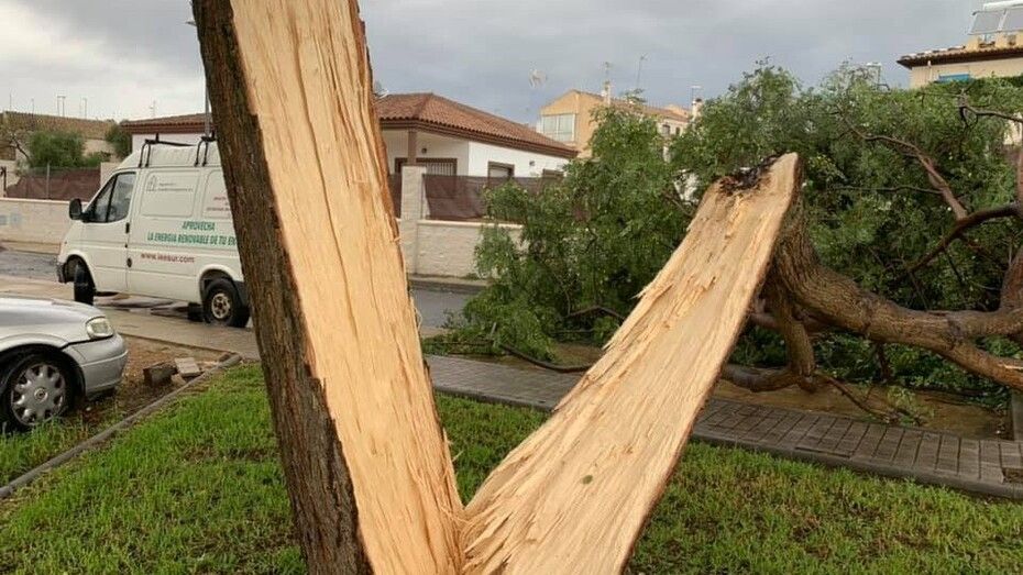 Un joven resulta herido tras caer un arbol sobre su vehículo cuando circulaba por la N-431 en Lepe