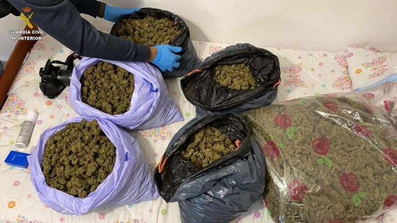 Localizan varias plantaciones de marihuana en Villablanca, Isla Cristina y La Redondela