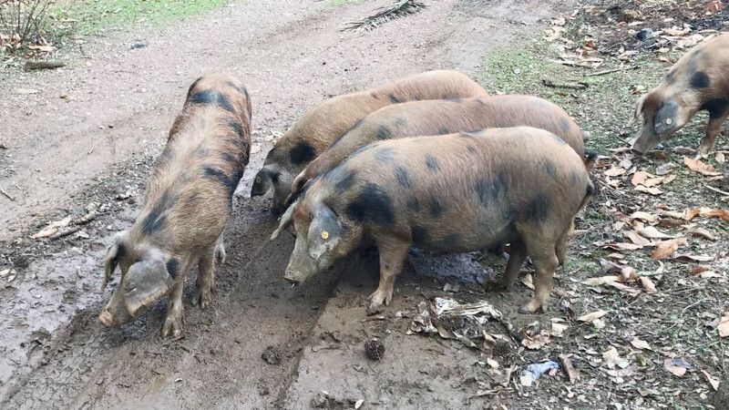 Diputación entrega 102 ejemplares de porcino ibérico a 30 ganaderos de la provincia