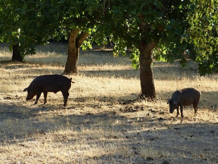 Las claves para distinguir un jamón ibérico con sello onubense