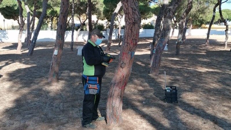 Punta Umbría aplica tratamiento contra la procesionaria en los pinares, desde el pueblo hasta El Portil