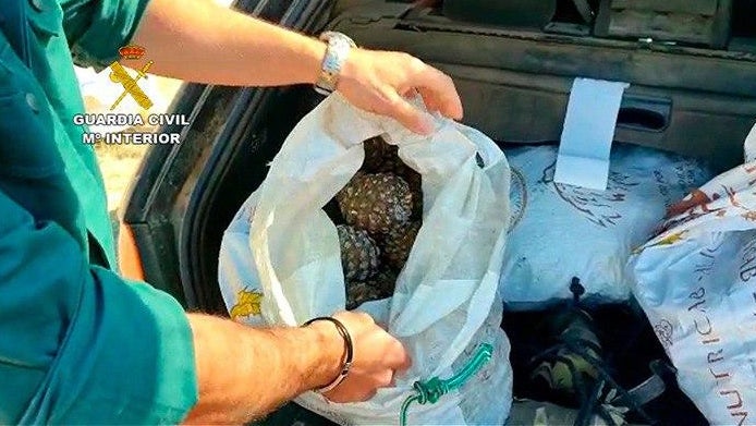 Investigan a 38 personas por recoger hasta 7.500 kilos de piñas sin autorización y sin el conocimiento necesario