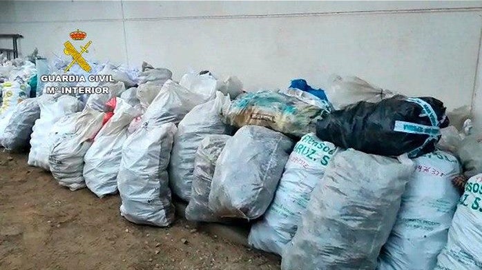 Investigan a 38 personas por recoger hasta 7.500 kilos de piñas sin autorización y sin el conocimiento necesario