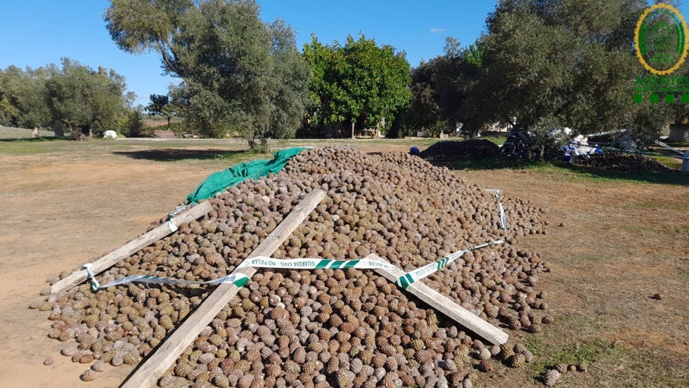 Decomisan más de 24.000 kilos de piña recogida ilegalmente en Gibraleón