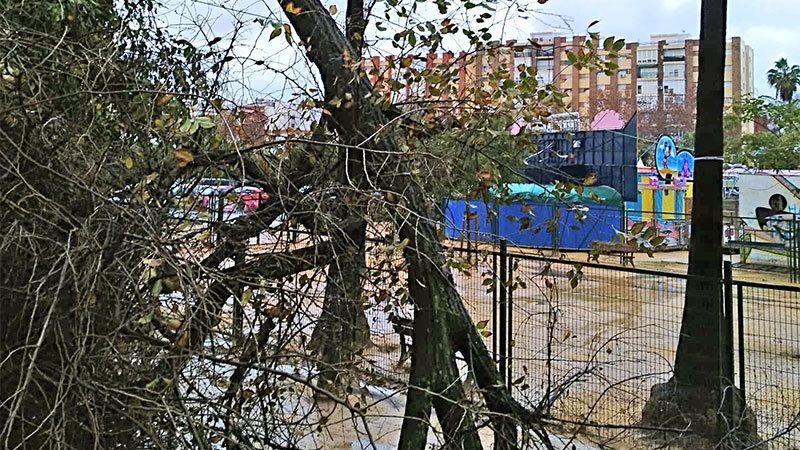 La caída de un árbol provoca el corte de la A-49 a la altura de Chucena