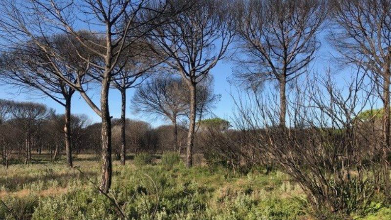 Dificultades para ayudar a los afectados del incendio de Doñana al no haberse declarado la zona como 'catastrófica'