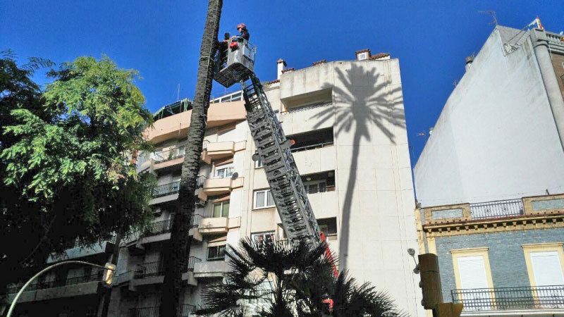 La palmera de Quintero Báez pasa revisión