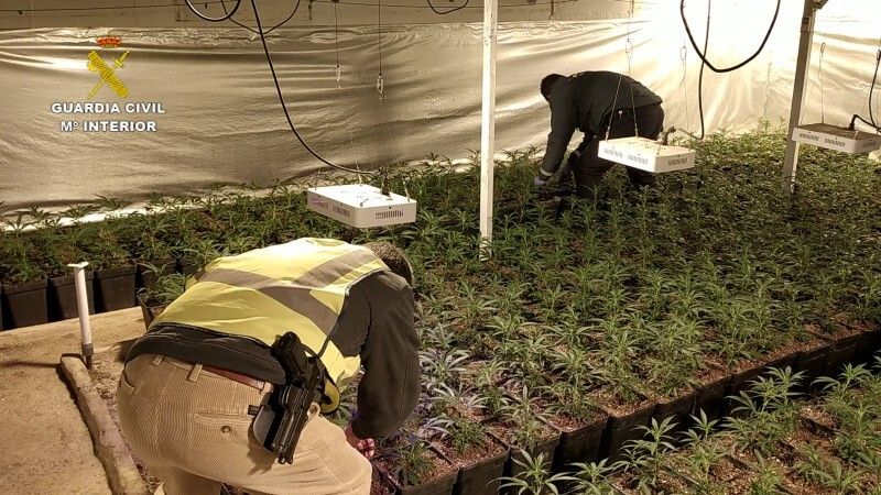 Detienen a un varón que tenía cultivadas 1.488 plantas de marihuana en su vivienda de La Nava