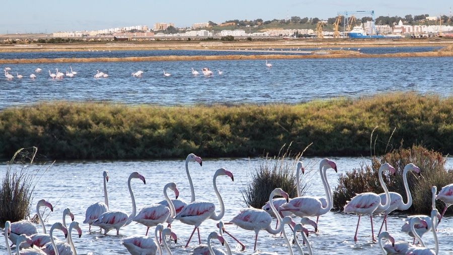 El Puerto de Huelva avanza en su contribución a los Objetivos de Desarrollo Sostenible en concordancia con su Plan Estratégico 