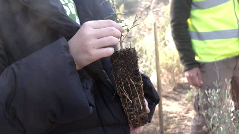 Comienza la reforestación de Plant for the Planet en la zona efectada por el incendio de Doñana
