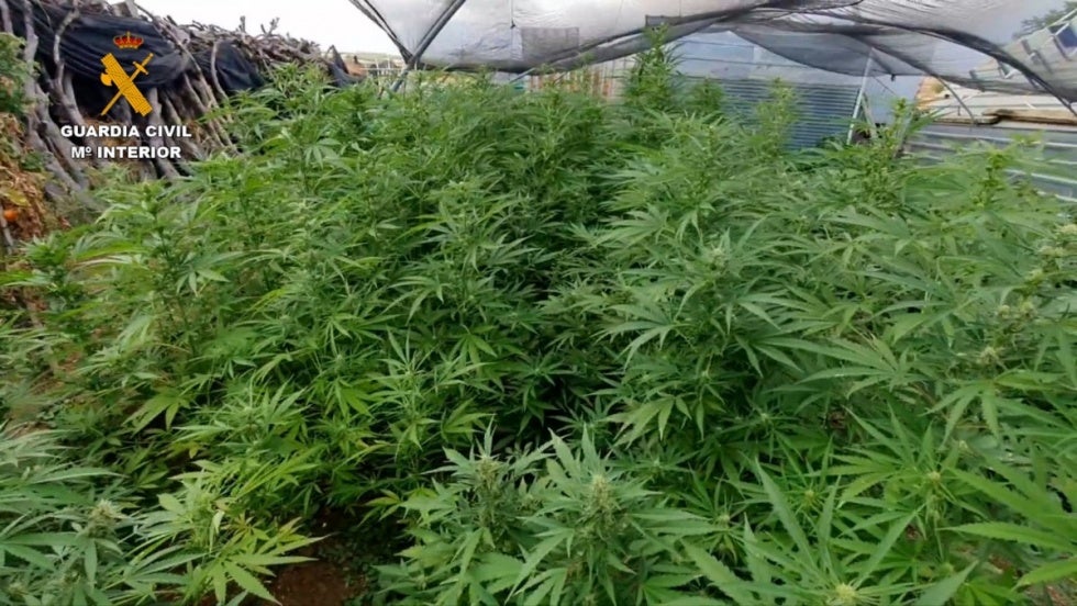 Gran operación contra la marihuana: 10 detenidos y cinco plantaciones desmanteladas