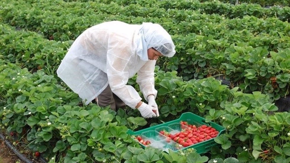 La campaña de frutos rojos cuenta con casi 12.000 hectáreas plantadas