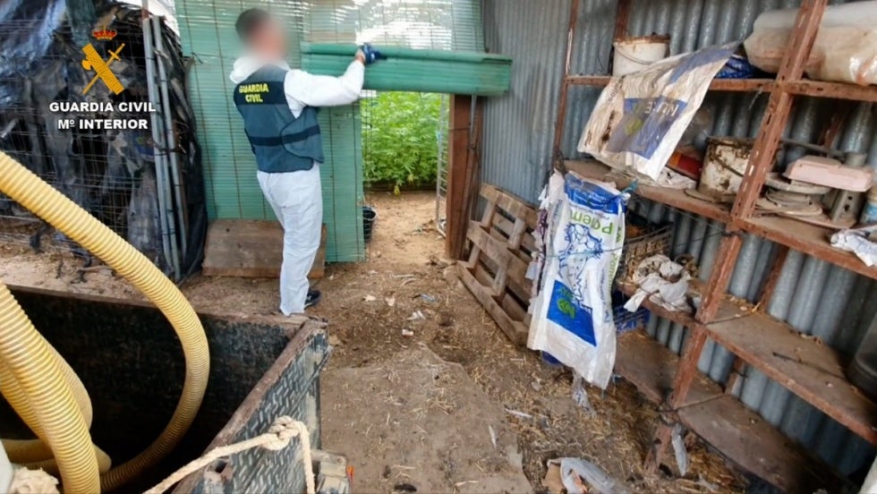 Gran operación contra la marihuana: 10 detenidos y cinco plantaciones desmanteladas