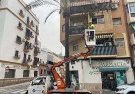 Así se le hace en Huelva la 'ITV' a las palmeras en riesgo de caída