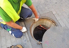 El Ayuntamiento saca a licitación los servicios de un programa integral de desratización, desinfección y desinsectación de la capital