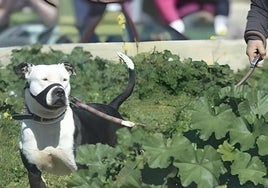 En Huelva capital hay censados más de 700 perros potencialmente peligrosos
