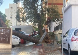 El Ayuntamiento de Huelva pide a los ciudadanos que no salgan de casa hasta que se restablezca la normalidad